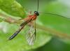 Cidaphus sp.